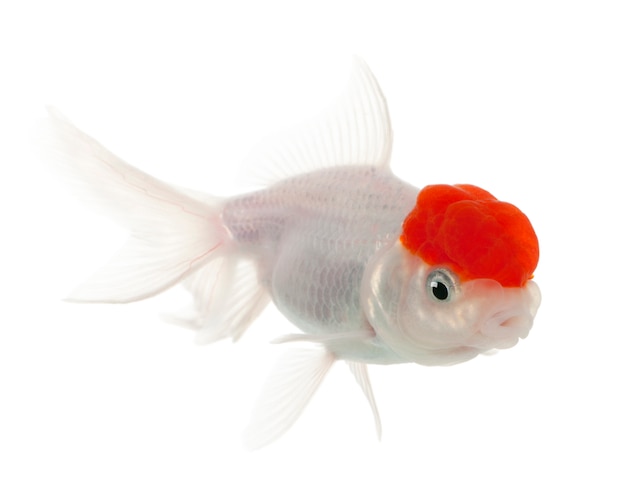 Lionhead Goldfish Carassius auratus delante de fondo blanco