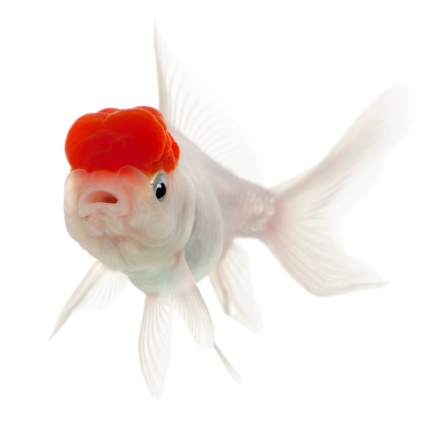 Lionhead Goldfish Carassius auratus delante de fondo blanco