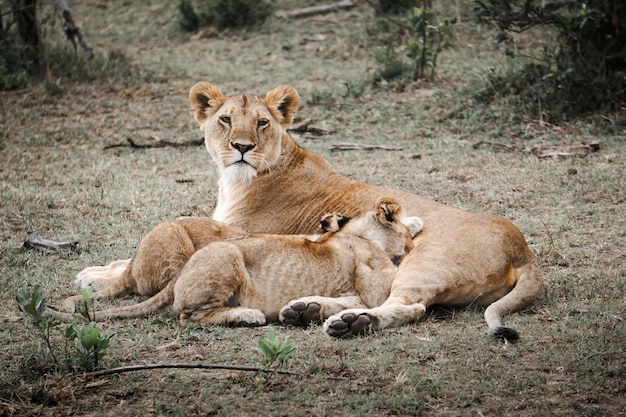 Lions-Familie bestehend aus Mutter und Kindern in Masai Mara, Afrika