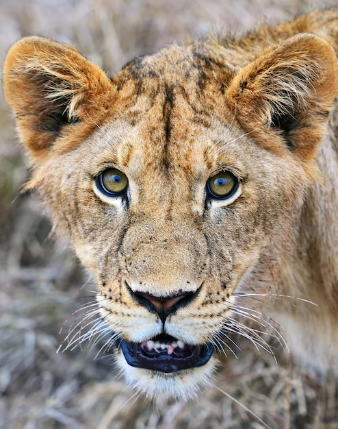 Foto lions-masai-mara-nationalpark in kenia