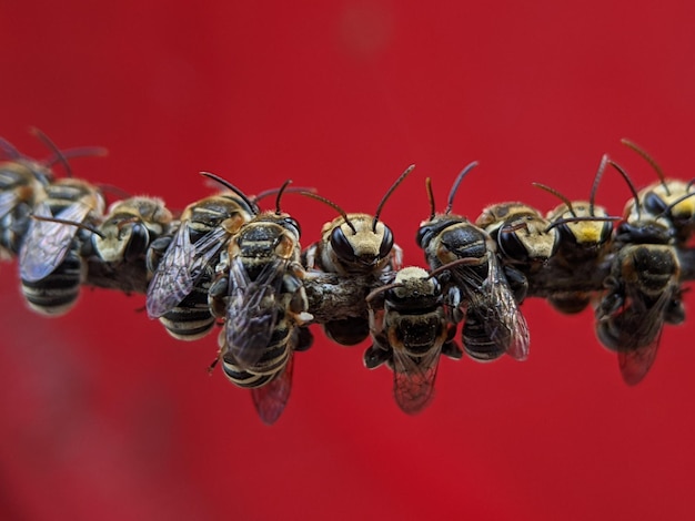 Lipotriches es un gran género de abejas sudoríparas de la familia Halictidae distribuidas ampliamente en todo el hemisferio oriental, aunque ausentes de Europa.