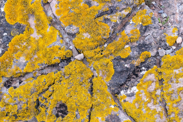 Líquen amarelo em uma pedra rachada