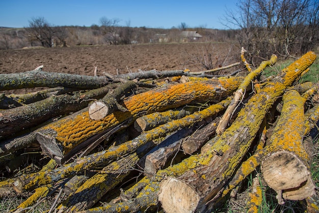 Liquen amarillo en las ramas de los árboles árbol cortado golpeado por musgo parásito