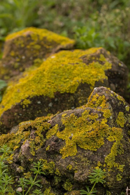 Liquen amarillo sobre una roca