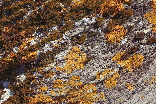 Líquen colorido laranja e verde na rocha, fundo de textura