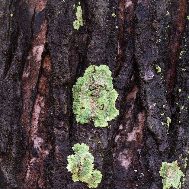 Liquen creciendo en la corteza de los árboles, Liquen de fondo