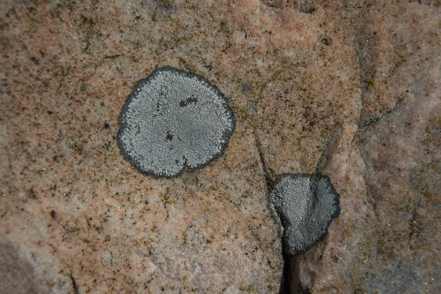 Liquen gris sobre una piedra grande