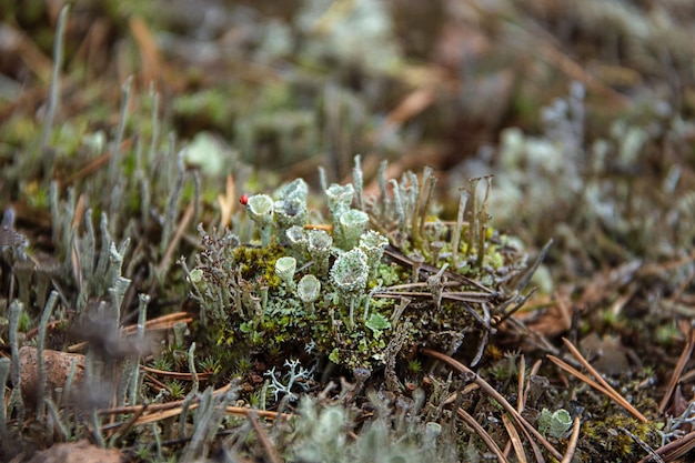 Liquen joven Cladonia cristatella o liquen soldado británico de cerca. Naturaleza de Carelia, Rusia