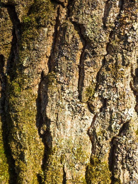 Liquen y musgo en el árbol