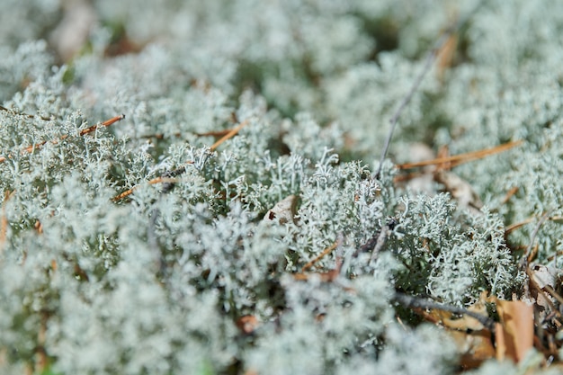 Liquen de musgo Cladonia rangiferina.