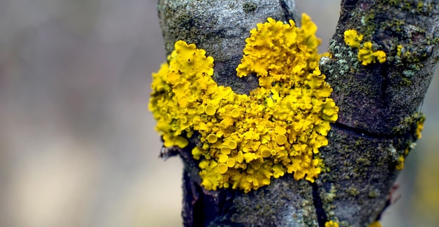 Liquen naranja común en una ramita de árbol frutal