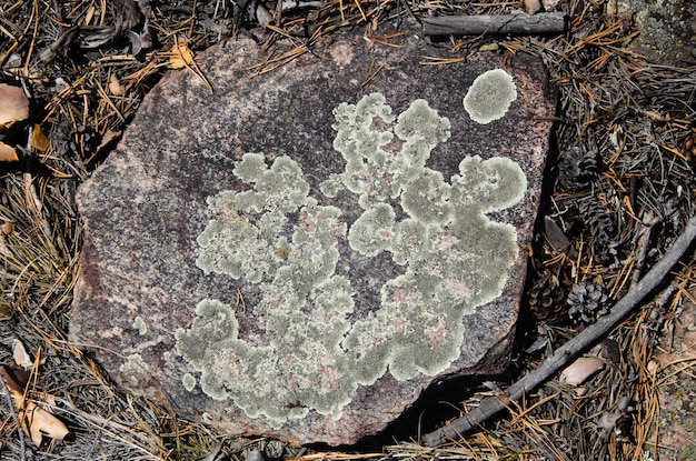 Liquen sobre una piedra en el suelo del bosque