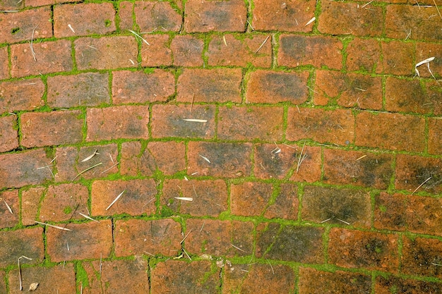 Liquen en la textura de fondo de la pared de ladrillo