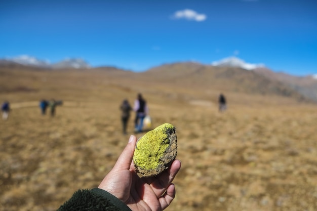 Liquen verde claro en una piedra en los llanos de Deosai.