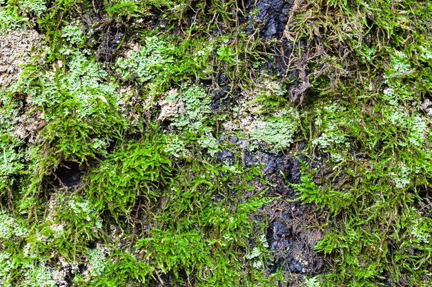 Líquen verde e musgo no velho tronco de bétula