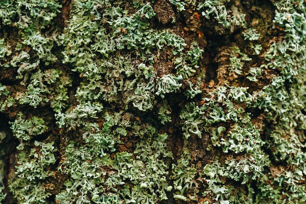 Liquen en vista cercana del árbol