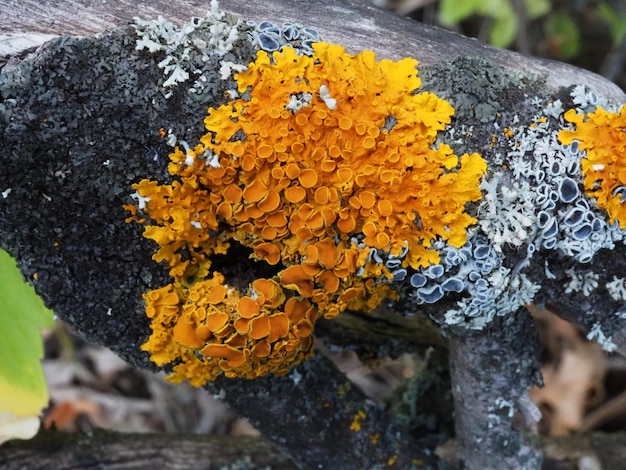 Líquen Xanthoria parietina em uma árvore