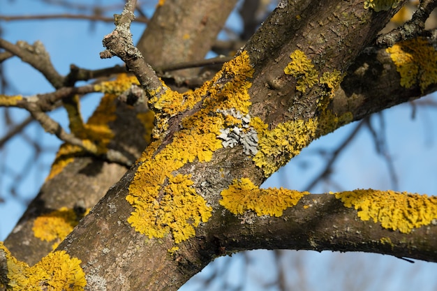 Líquenes amarillos y azules y grises en un árbol