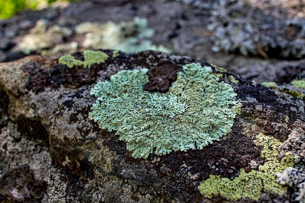 Líquenes de color verde claro en forma de corazón sobre una piedra en el bosque Flavoparmelia caperata