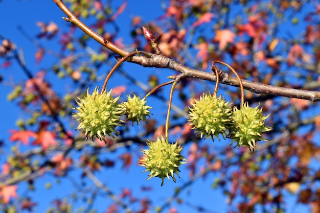 Liquidambar styraciflua Früchte und Herbstlaub in einem Park in Bilbao. Baskenland. Spanien