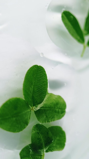 Líquido orgánico terapia cosmética a base de hierbas aromática hojas verdes naturales desfocalizadas flotando en agua clara