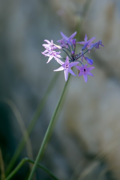 Lirio africano (Agapanthus praecox Willd) florece en la orilla del lago Iseo en Italia