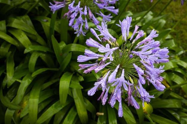 Lírio africano na planta do jardim com lindas flores azul-arroxeadas