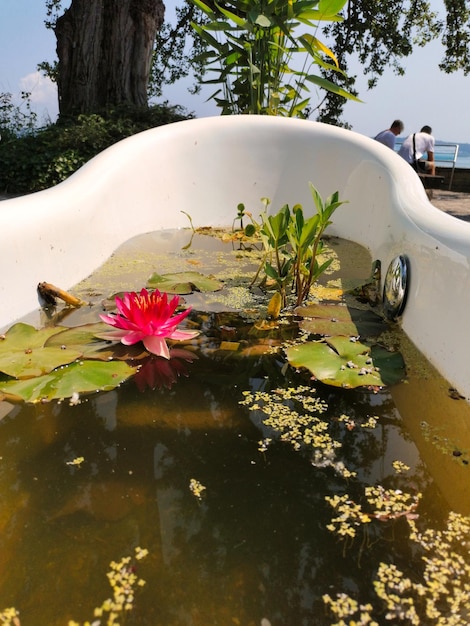 Foto lirio de agua en la bañera