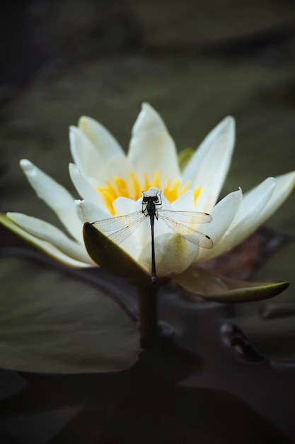 Lirio de agua blanca en un lago