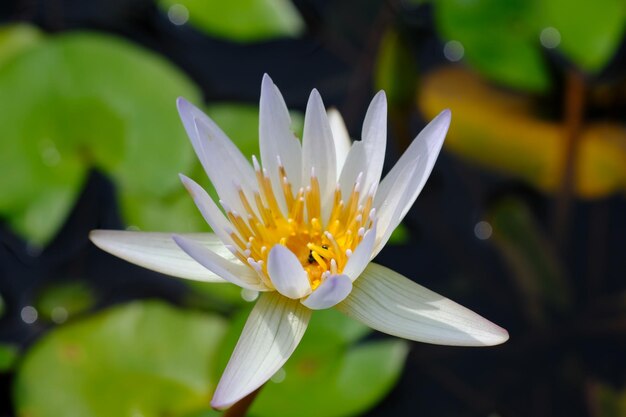 lirio de agua blanca. Nymphaea alba. primer plano de la flor de loto blanco. plantas acuáticas. fondo de la naturaleza.