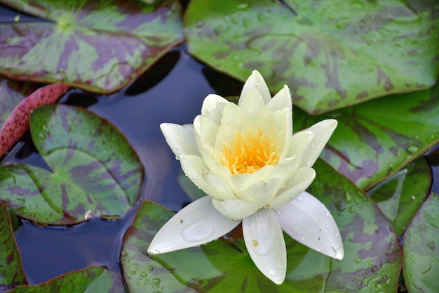 Lirio de agua blanca en el primer plano del estanque