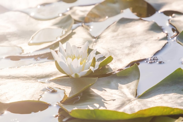 Lirio de agua blanca en la superficie del agua. Lirio de agua