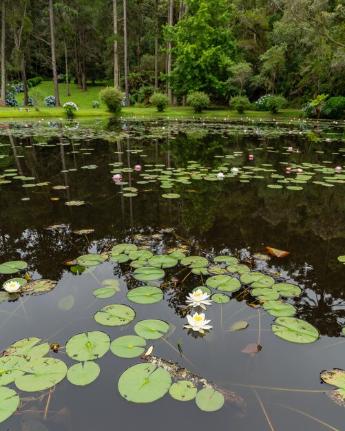 Lirio de agua blanco y amarillo al lado de las almohadillas de lirio en un estanque cerca de un bosque