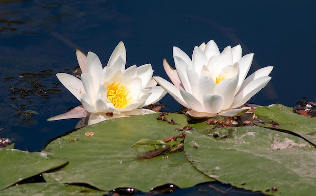 lirio de agua blanco con flores flotando en el agua