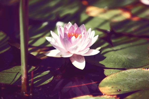 Lirio de agua de flor rosa entre hojas en un estanque japonés