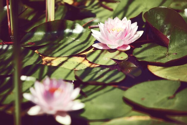 Lirio de agua de flor rosa entre hojas en un estanque japonés