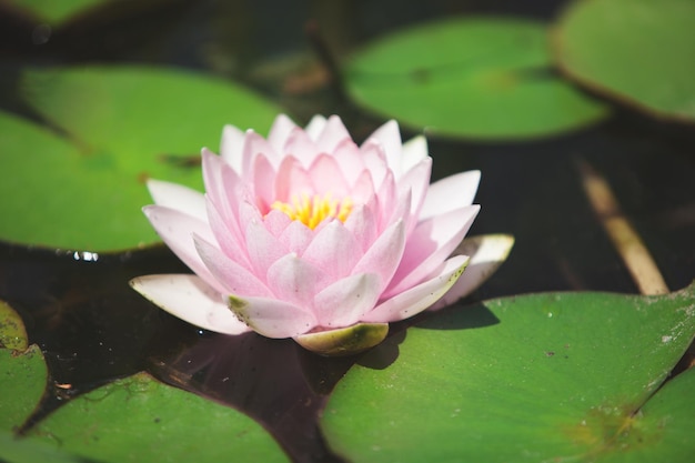 Lirio de agua de flor rosa entre hojas