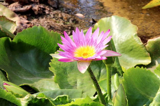 Lirio de agua florece en el lago