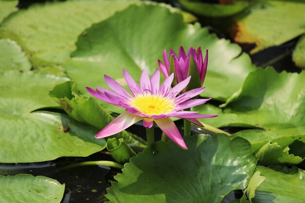 Lirio de agua florece en el lago