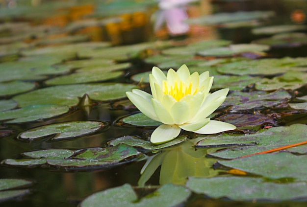 Lirio de agua con flores amarillas en un estanque con hojas verdes de loto Foto de alta calidad