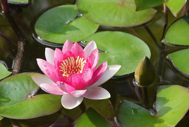 Lirio de agua con flores rojas en un estanque con reflejo y hojas Foto de alta calidad