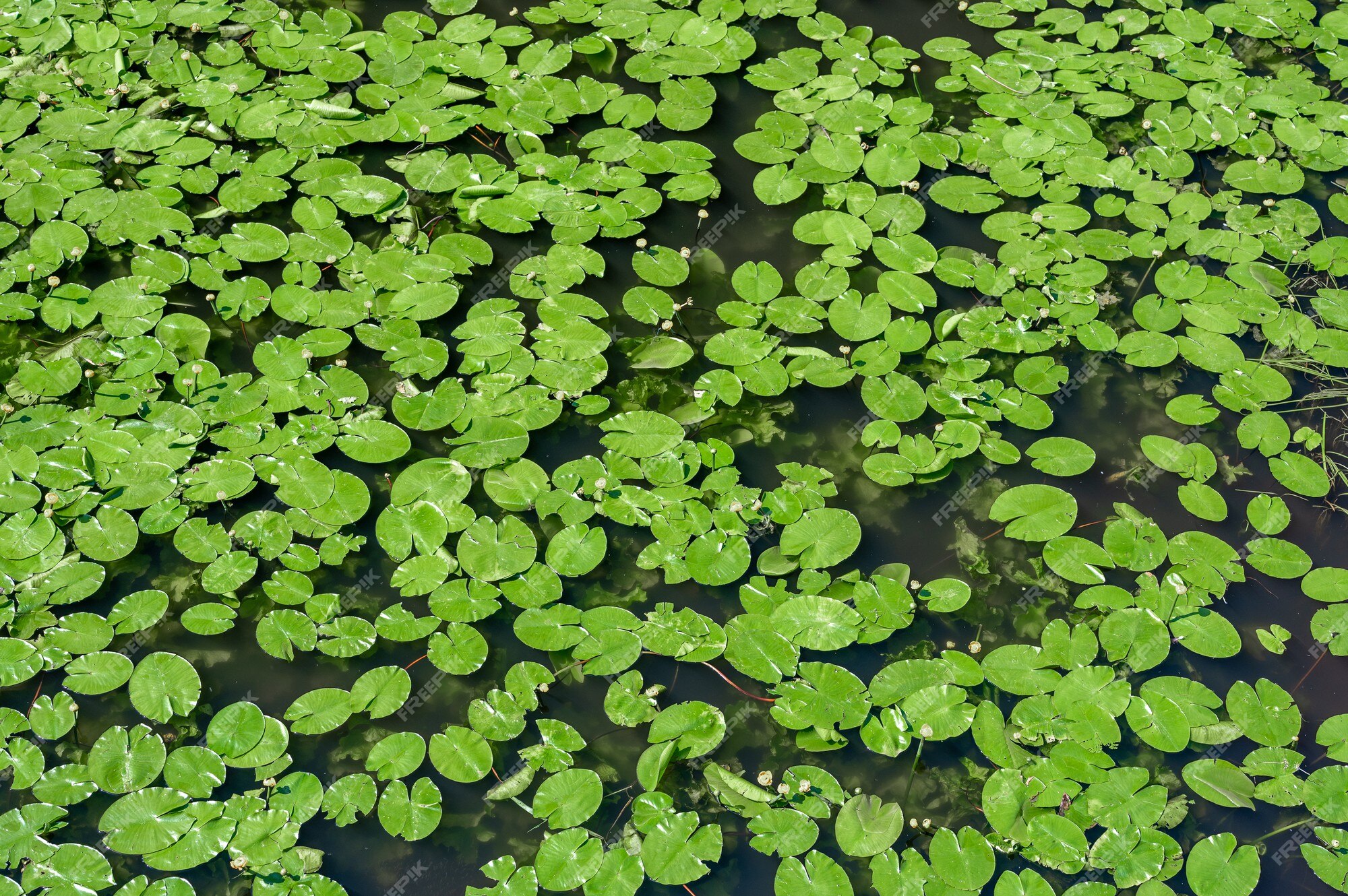 Lirio de agua. fondo de lirio de agua, textura. estanque cubierto de lirios.  vista superior de hojas verdes lotus o planta de lirio de agua resistente de  la familia nymphaeaceae en la