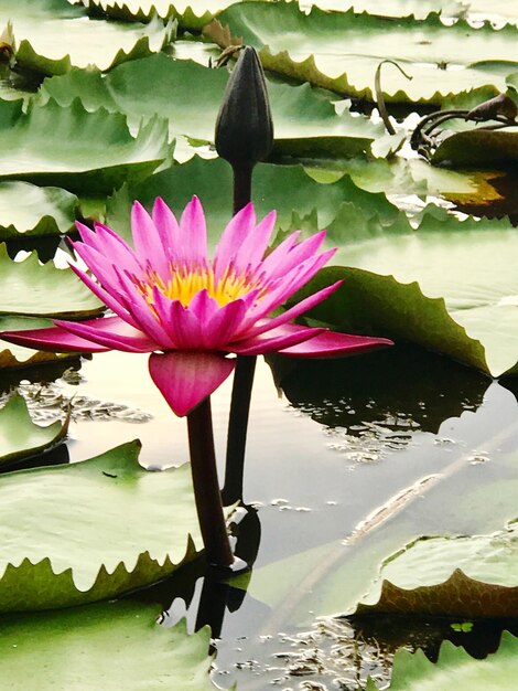 Lirio de agua de loto en el estanque