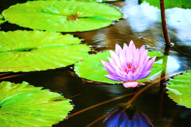 Foto lirio de agua de loto en el estanque