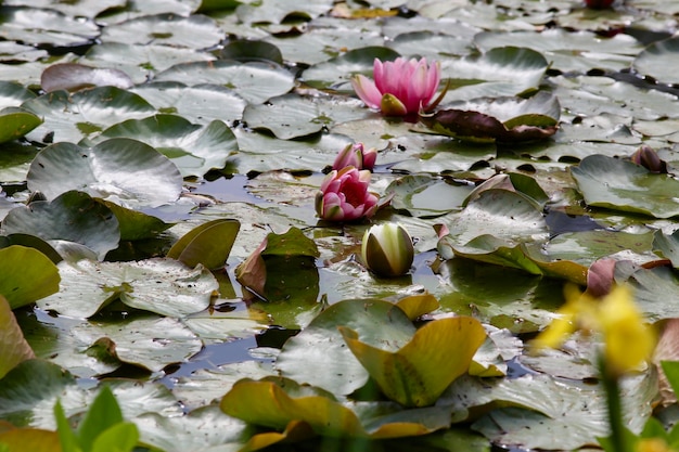 Lirio de agua de loto en el lago