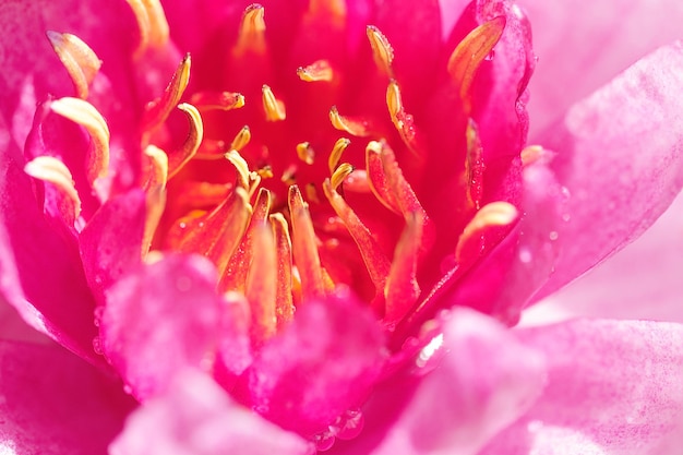 lirio de agua de loto rosa floreciendo, disparo macro