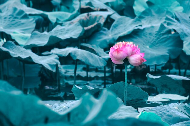 lirio de agua de loto rosa floreciendo sobre fondo de hojas azules