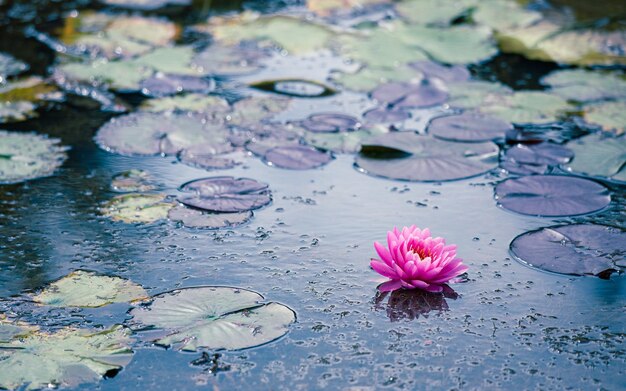 Lirio de agua de loto rosa en el lago