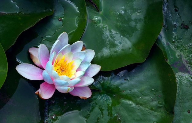 Un lirio de agua con el nombre de la flor en él