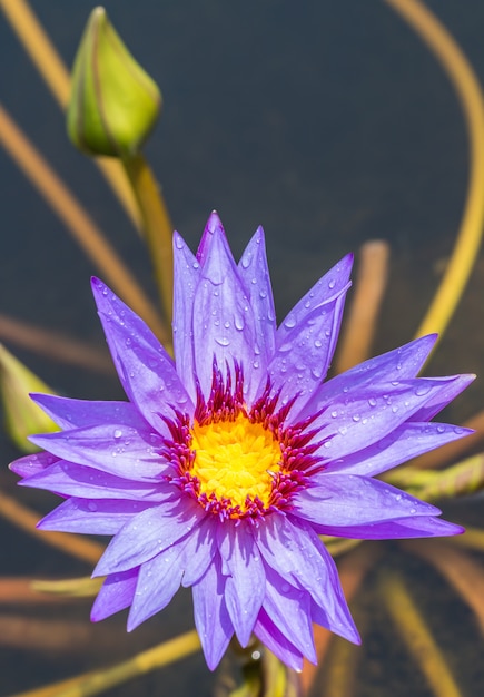 Lirio de agua púrpura o flor de loto que florece en el estanque